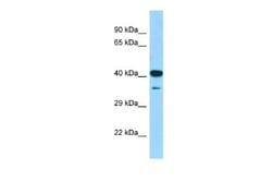 CIAO1 Rabbit anti-Mouse, Polyclonal, Novus Biologicals 0.1 mL | Buy Online | Novus Biologicals | Fisher Scientific